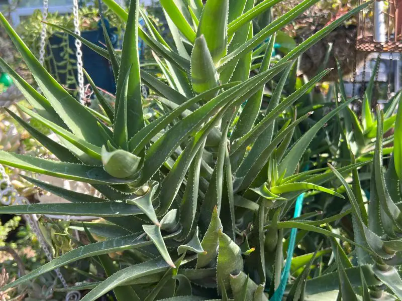 climbing-aloe-aloiampelos-ciliaris-800x600-1 Types of Aloe Plants