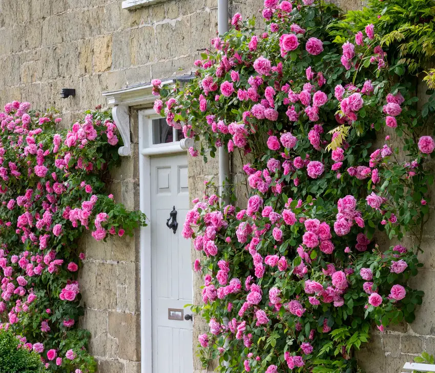 Types of Rose Plants