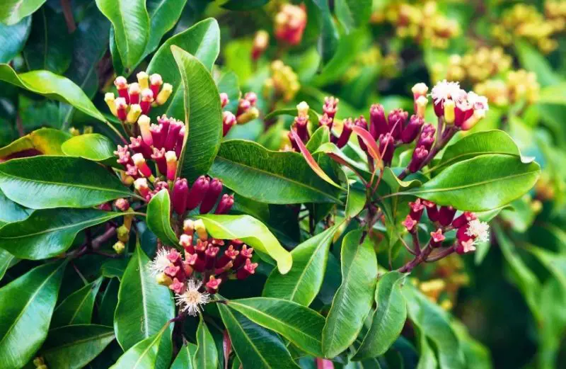 Plants That Repel Mosquitoes
