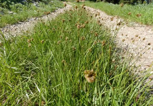 California Native Grasses