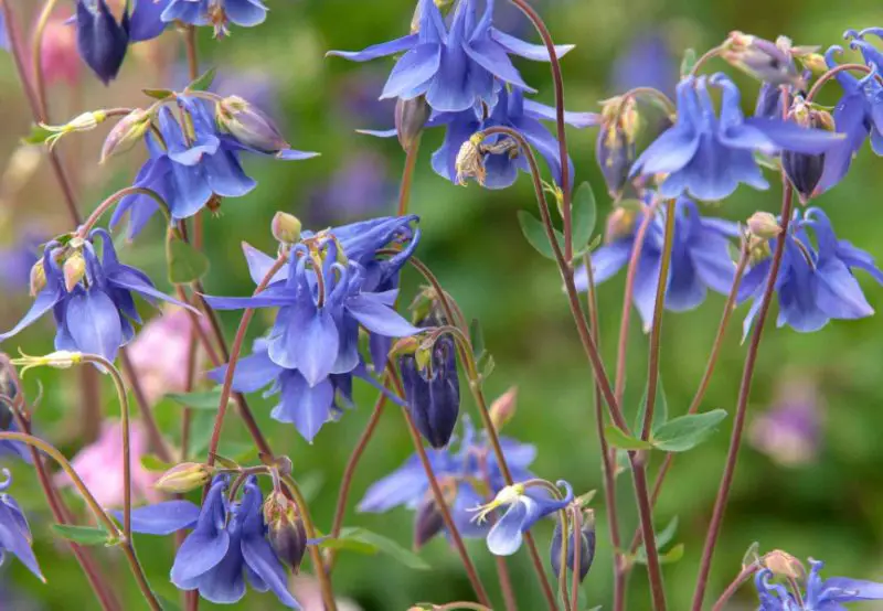 Flowers That Bloom in Spring