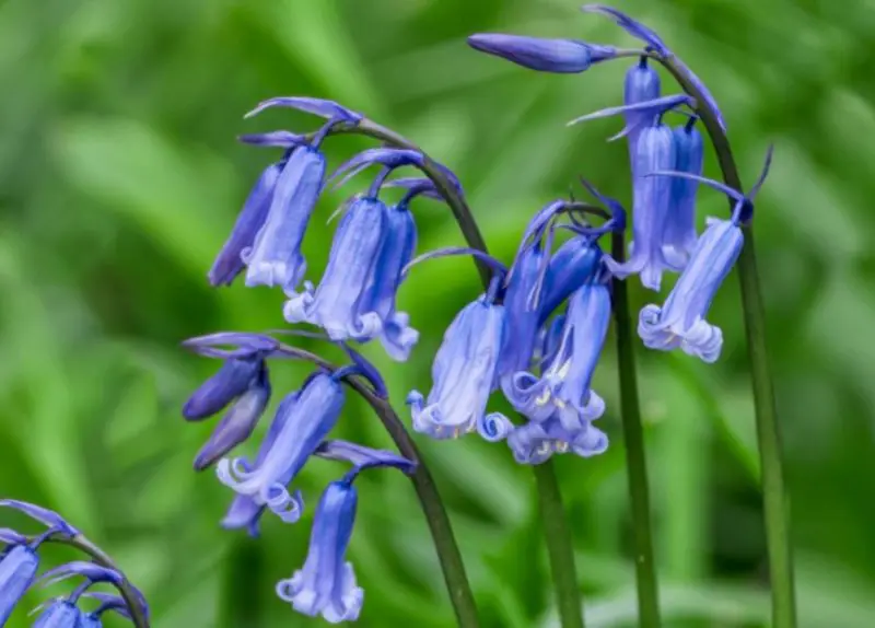 Weeds with Purple Flowers