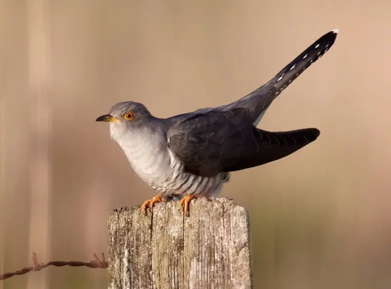 Common Cuckoo (Cuculus canorus)