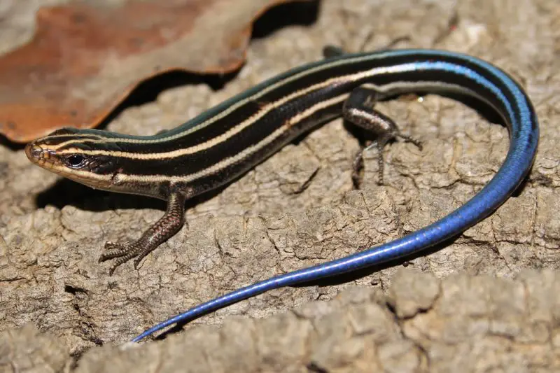 Lizards in Indiana