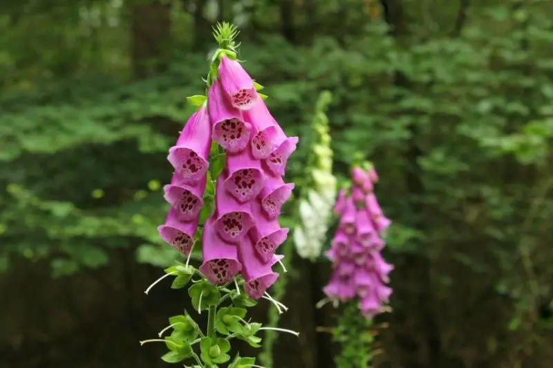 common-foxglove-digitalis-purpurea-care-800x532-1-2 Flowers That Are Toxic to Cats