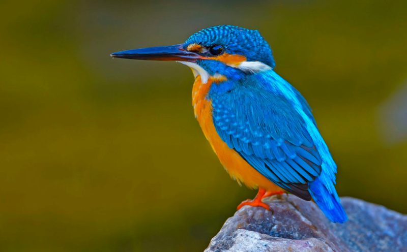 Common Kingfisher