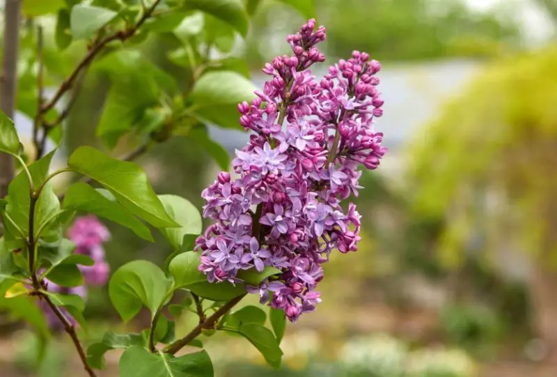 Flowers That Smell Good