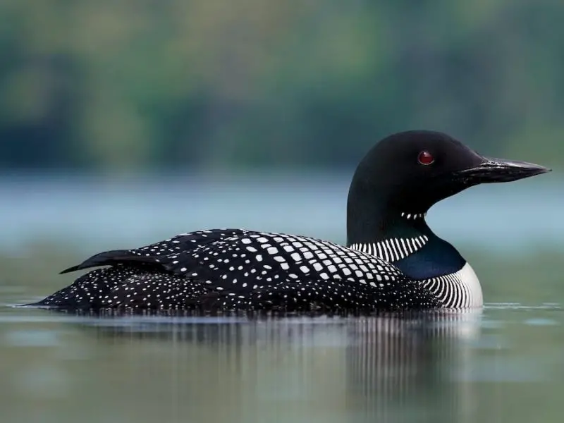 common-loon-gavia-immer-800x600-2 Common Loon (Gavia immer)