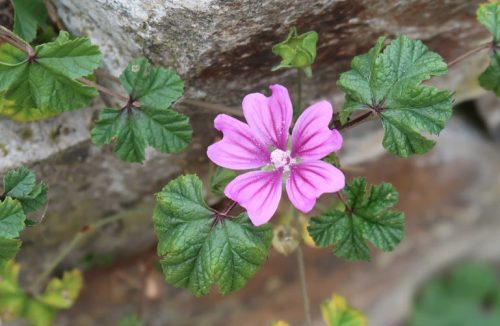 Common Mallow (Malva Neglecta)