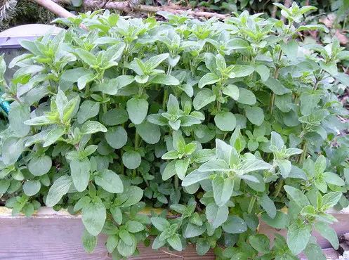 15 Types of Oregano Plants (With Pictures)