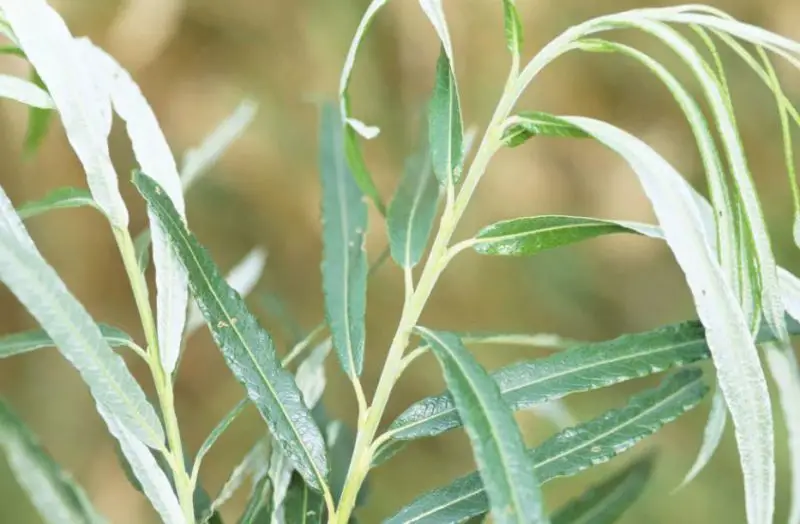 Types of Willow Trees