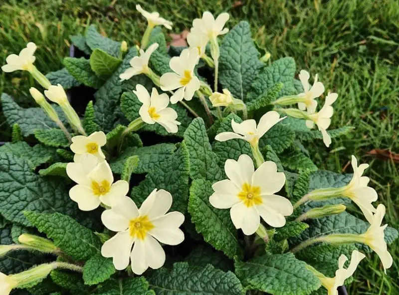 Flowers That Smell Good