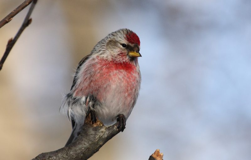 common-redpoll-800x511-1 Red Birds in Michigan