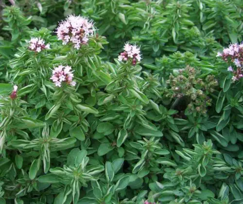 15 Types of Oregano Plants (With Pictures)