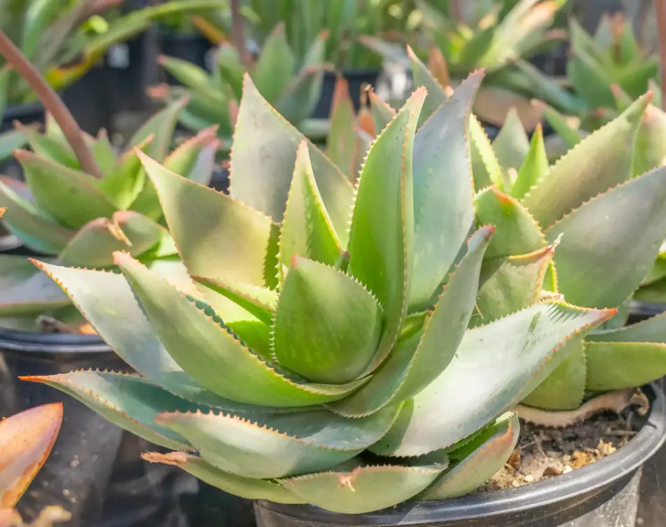 coral-aloe-aloe-striata Types of Aloe Plants