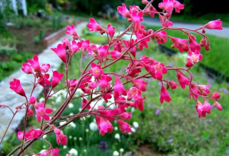 Bell-Shaped Flowers