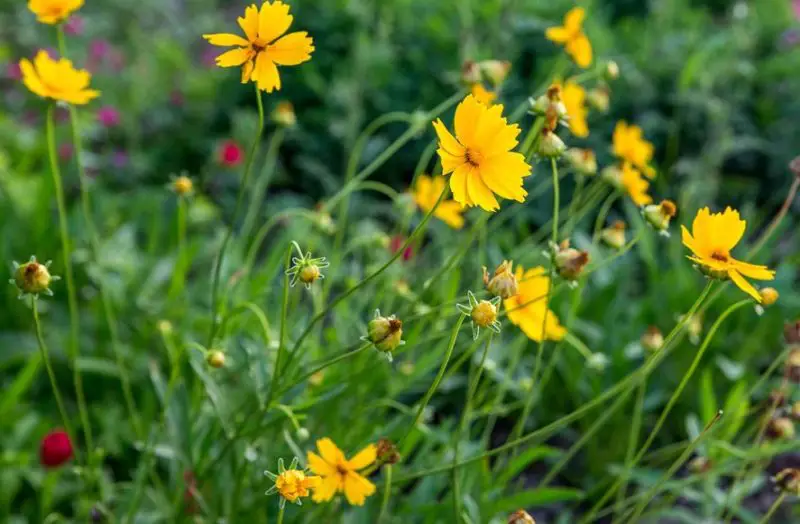 Flowers That Bloom in Spring