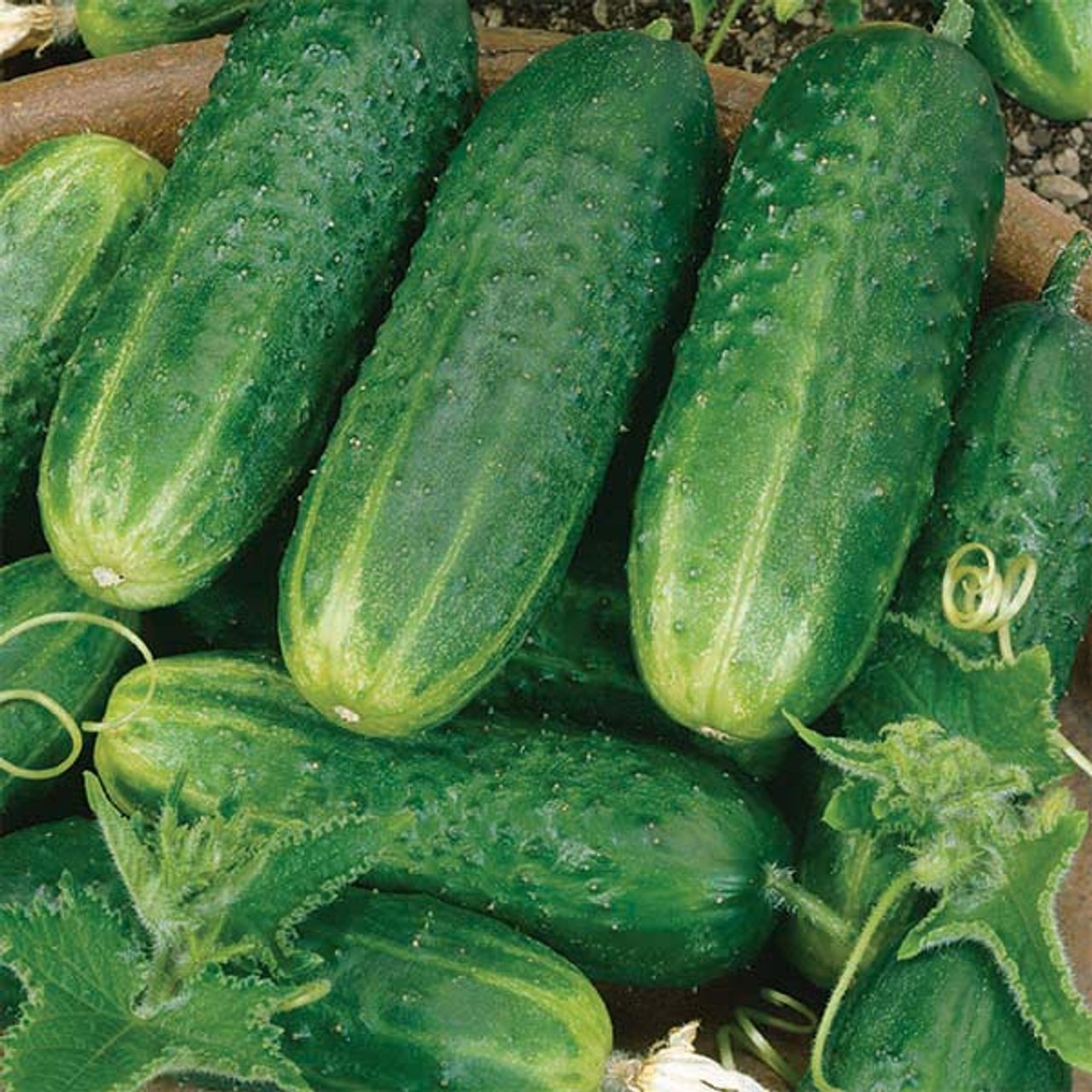 Types of Cucumber Plants