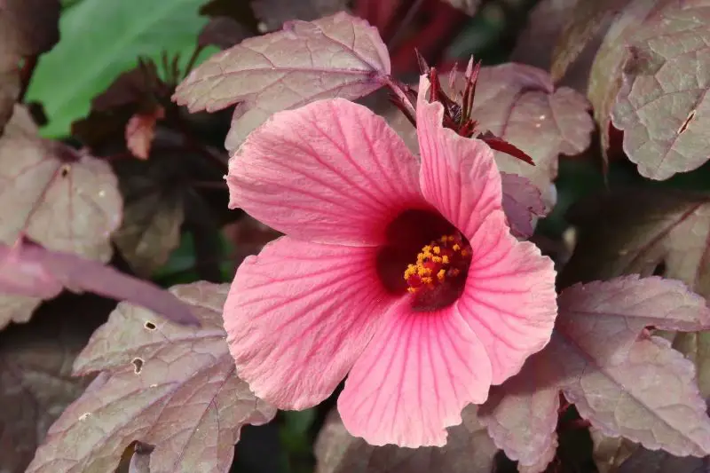 Types of Hibiscus Plants