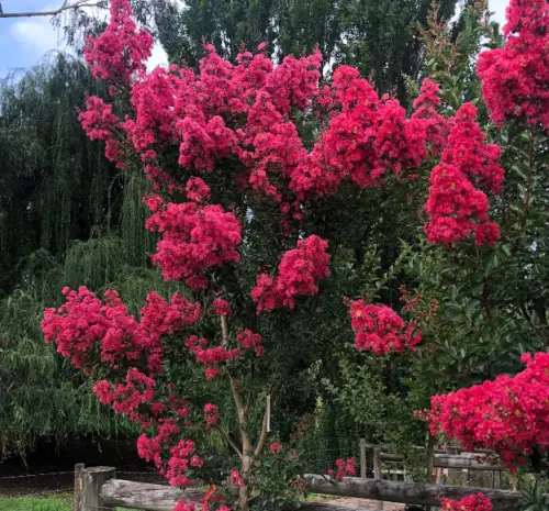 Crape Myrtle (Lagerstroemia)