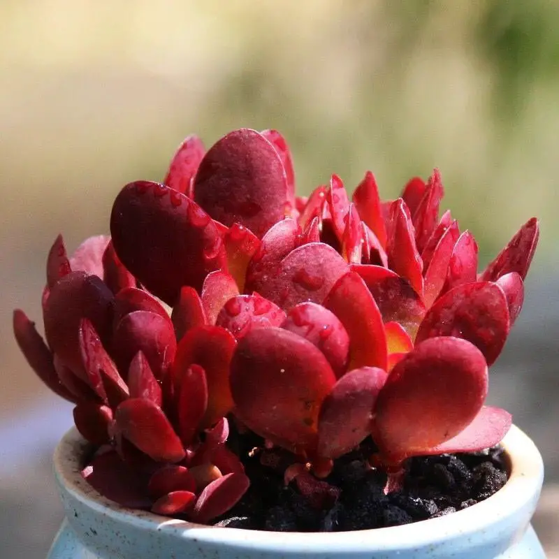 Types of Jade Plants