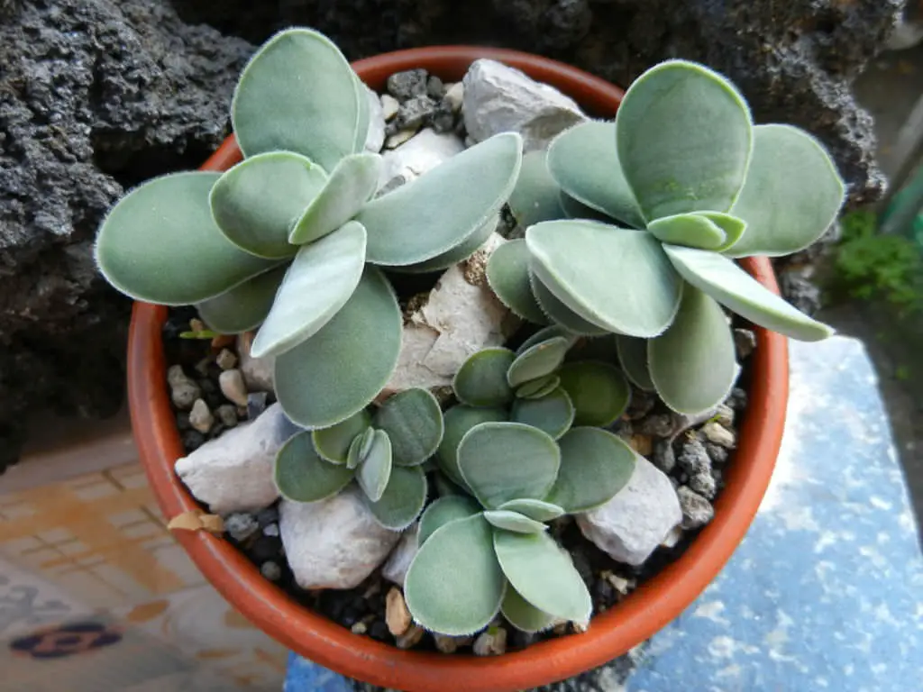 Types of Jade Plants