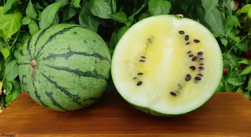 Types of Watermelon Plants