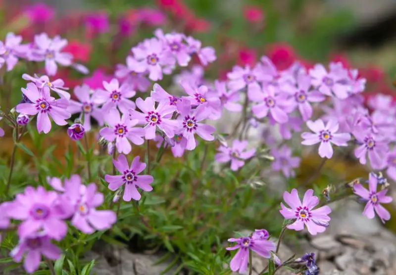 Flowers That Bloom in Spring