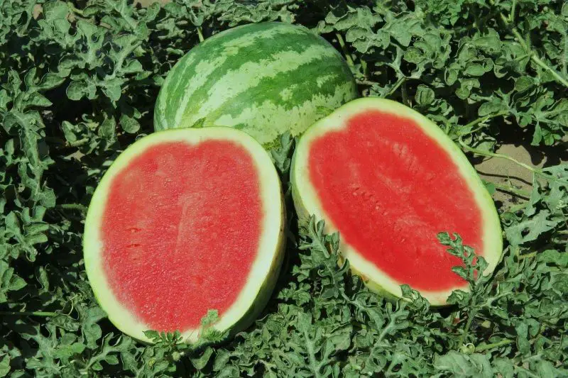 Types of Watermelon Plants