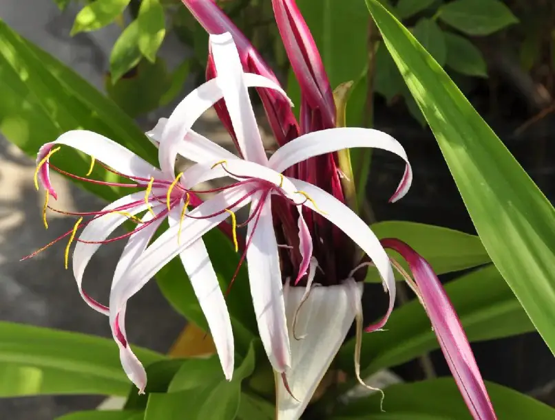 Pink and White Flowers
