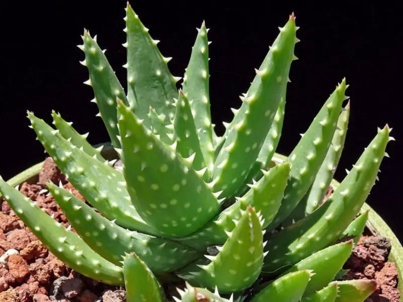 crosbys-prolific-aloe-aloe-crosbys-prolific-800x600-1 Types of Aloe Plants