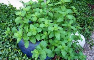 41 Types of Mint Plants (With Pictures)