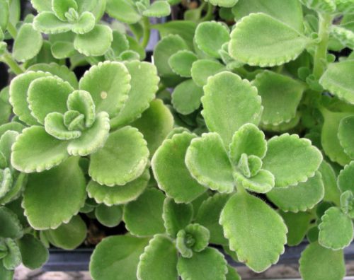 15 Types of Oregano Plants (With Pictures)