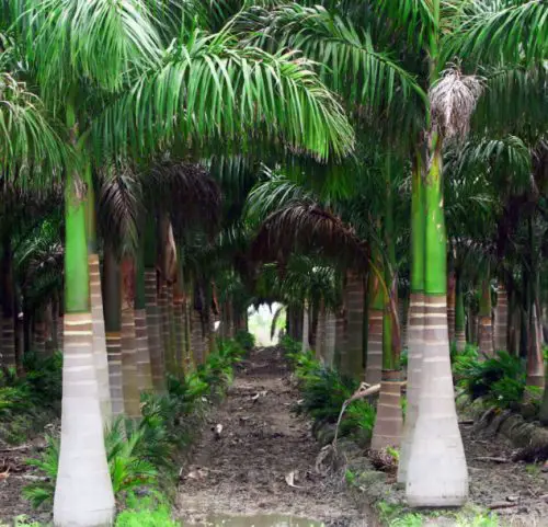 cuban-royal-palm-roystonea-regia-500x481-1 Cuban Royal Palm (Roystonea regia)