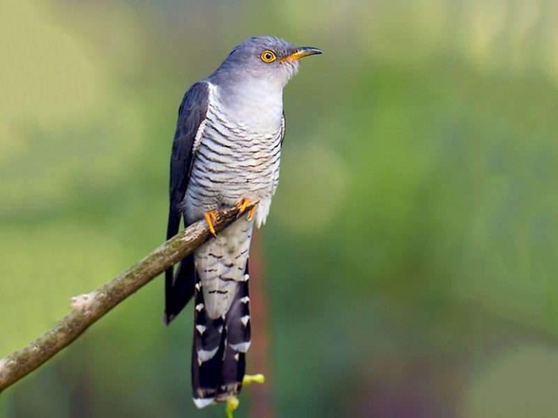 cuckoo-1-800x600-2 Why Is It Called a “Cuckoo”? Tracing the Name Behind the Call