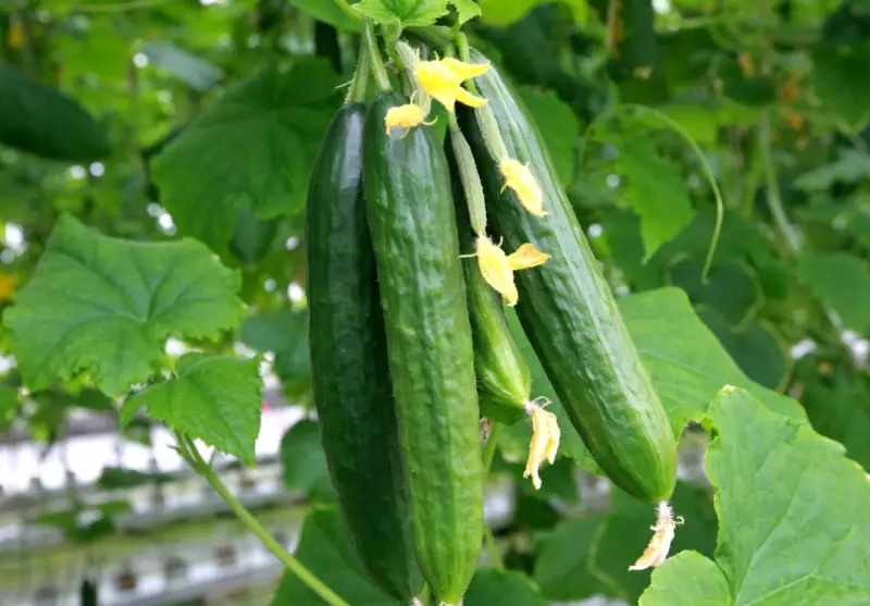 cucumber-800x557-1 Plants That Repel Flies