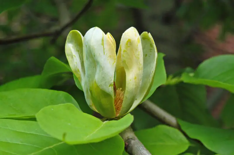 Magnolia Tree