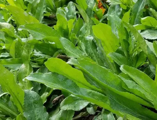 15 Types of Cilantro with Pictures
