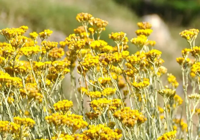 Flowers That Smell Good