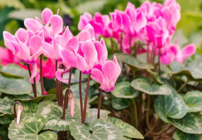 cyclamen-800x555-1 Flowers That Are Toxic to Cats