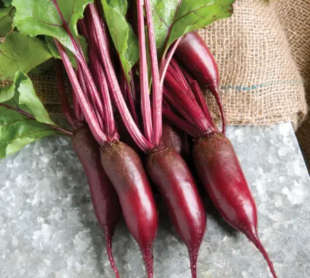 Cylindra Beets