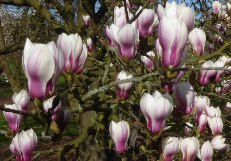 Magnolia Tree