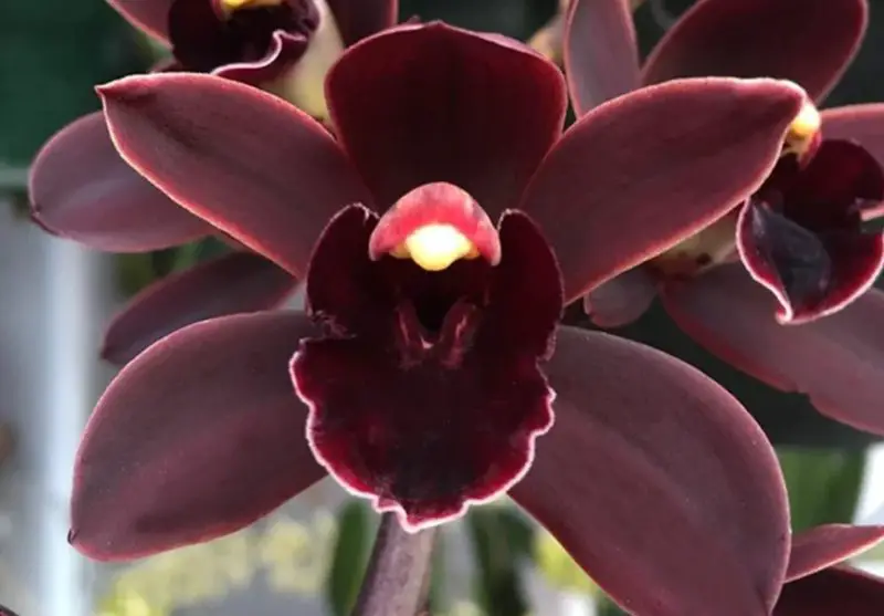Black Orchid Flower