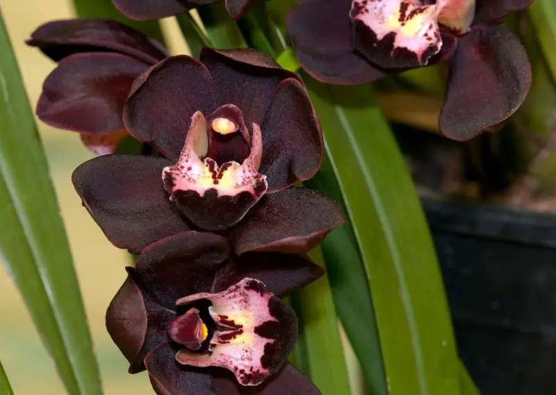 Black Orchid Flower