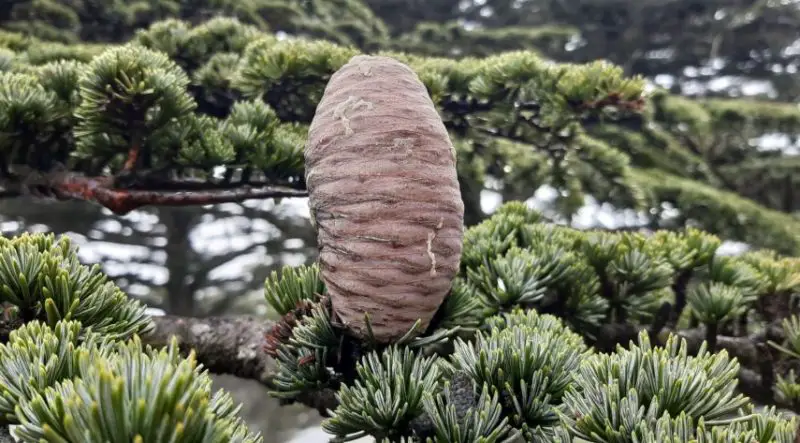 Types of Cedar Trees