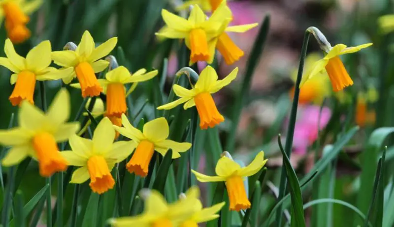 Flowers That Bloom in Spring