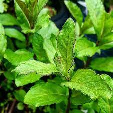 41 Types of Mint Plants (With Pictures)