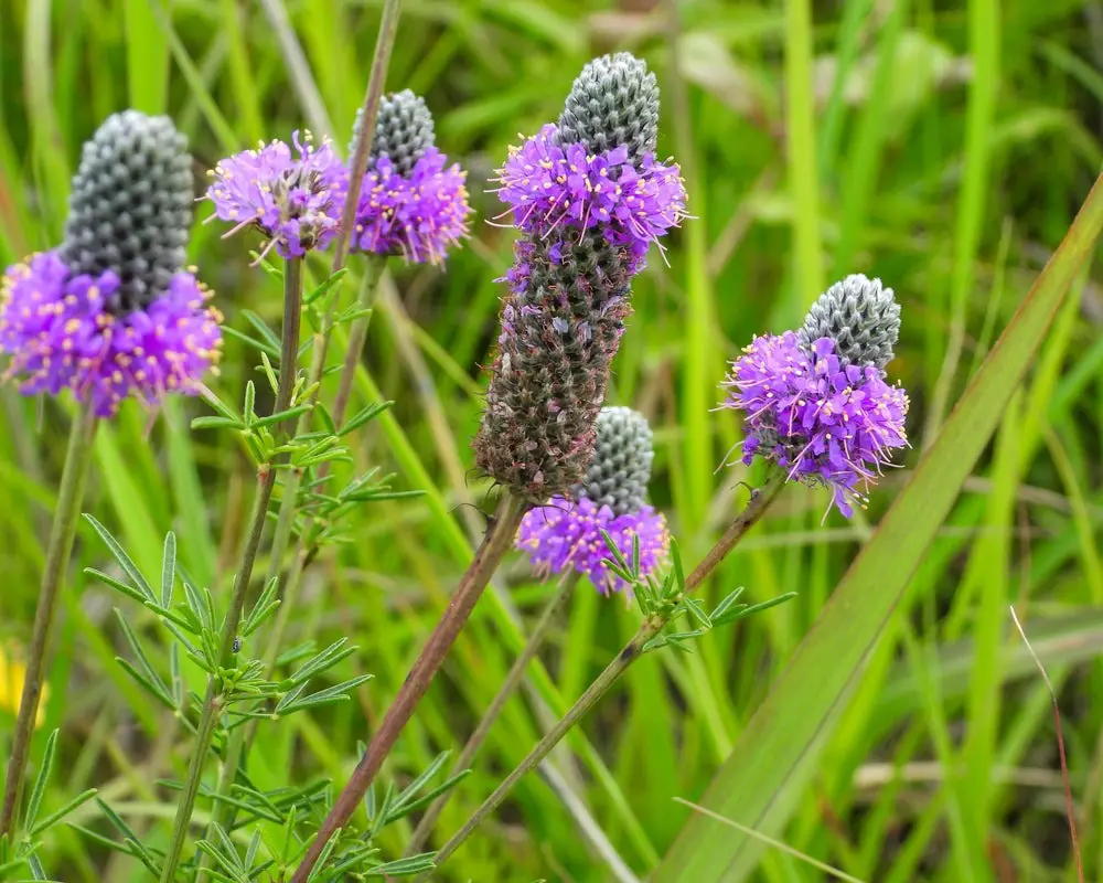 Shrubs with Purple Flowers