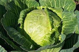 25 Types of Cabbages (With Pictures)
