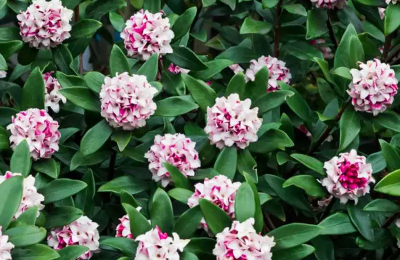 Flowers That Smell Good